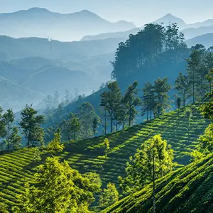Munnar
