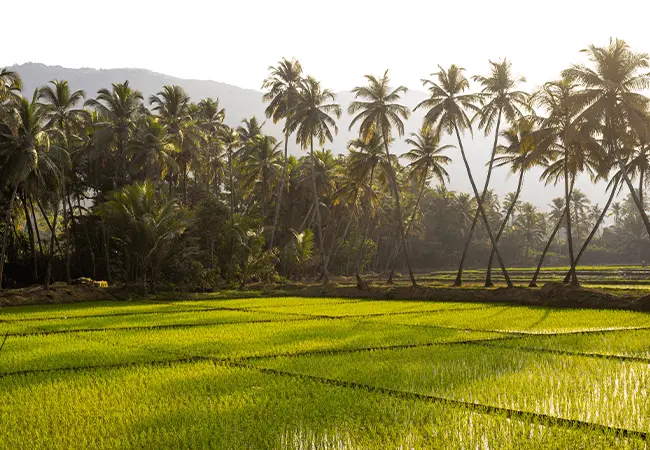 intersight Kerala